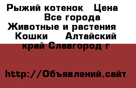 Рыжий котенок › Цена ­ 1 - Все города Животные и растения » Кошки   . Алтайский край,Славгород г.